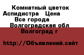 Комнатный цветок Аспидистра › Цена ­ 150 - Все города  »    . Волгоградская обл.,Волгоград г.
